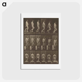 アートポストカード-Animal Locomotion
 - エドワード マイブリッジ Postcard.