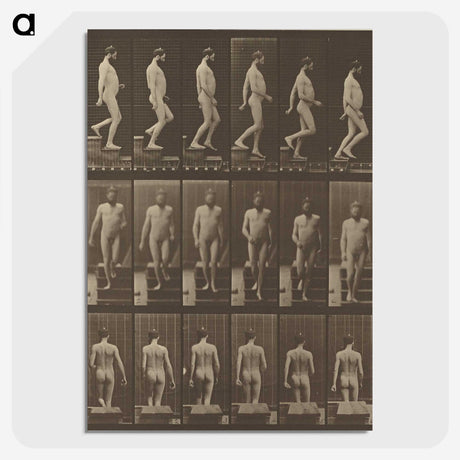 1-41_Eadweard-Muybridge_picture-crop