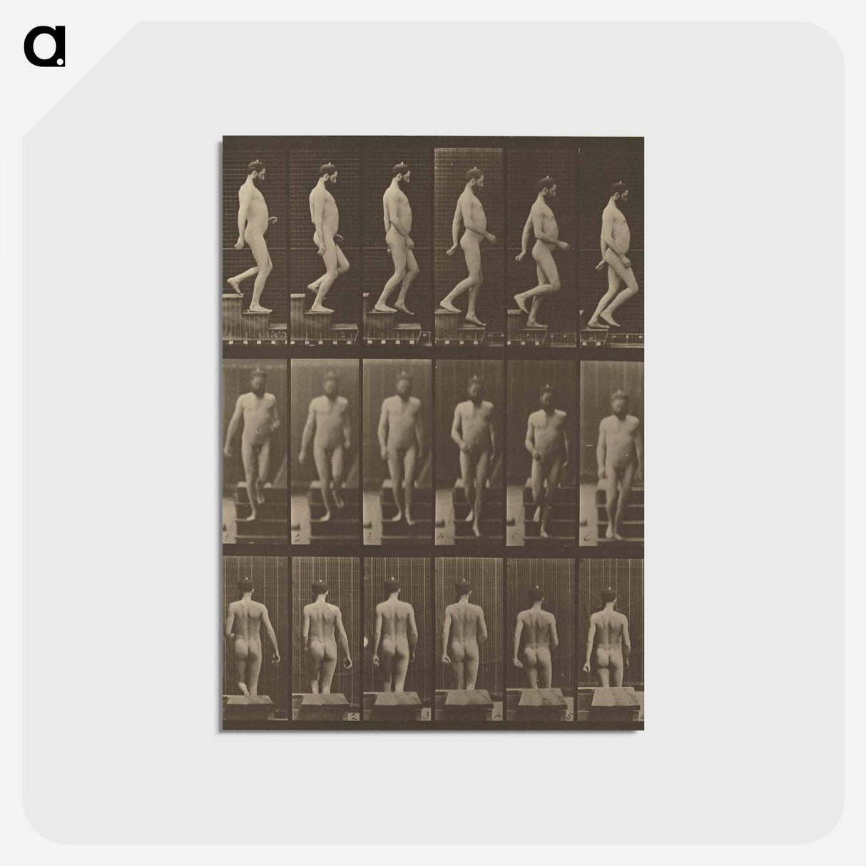 アートポストカード-Animal Locomotion
 - エドワード マイブリッジ Postcard.