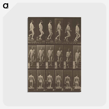 アートポストカード-Animal Locomotion
 - エドワード マイブリッジ Postcard.