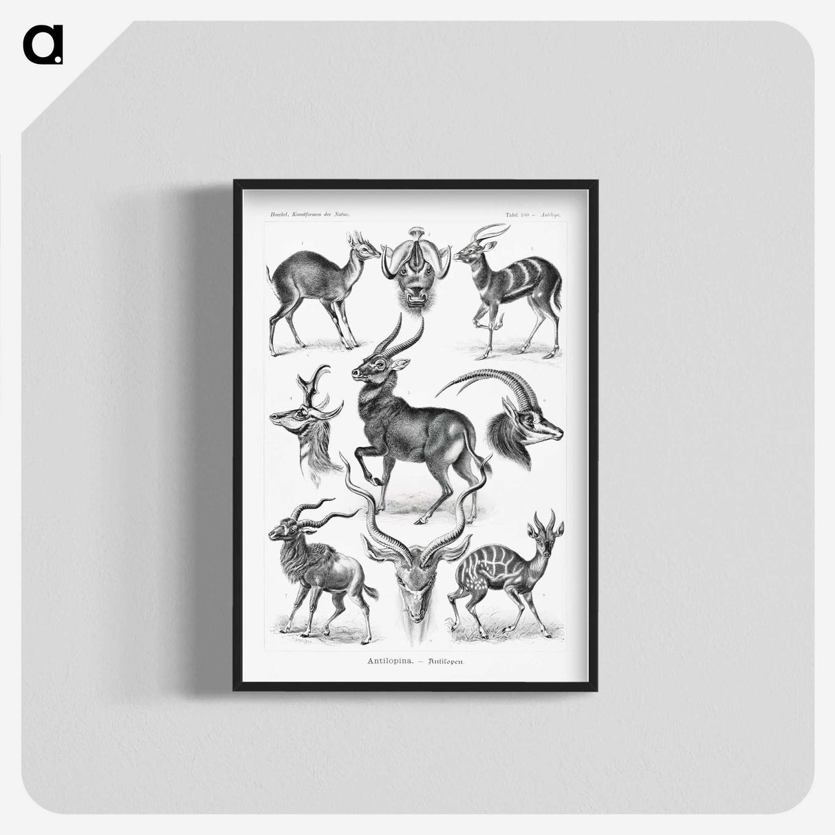 1-41_Ernst-Haeckel_blk-crop