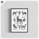 1-41_Ernst-Haeckel_blk-crop