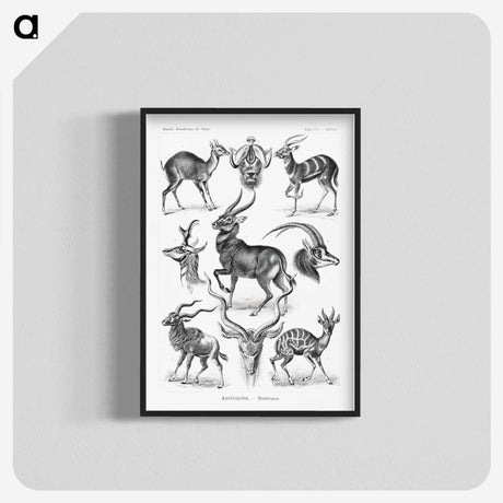 1-41_Ernst-Haeckel_blk-crop