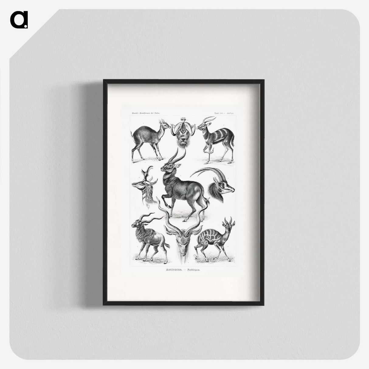 1-41_Ernst-Haeckel_blk