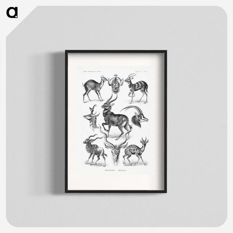 1-41_Ernst-Haeckel_blk