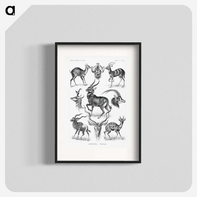 1-41_Ernst-Haeckel_blk