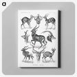 1-41_Ernst-Haeckel_canvas