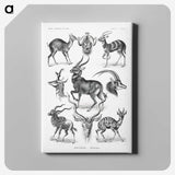 1-41_Ernst-Haeckel_canvas