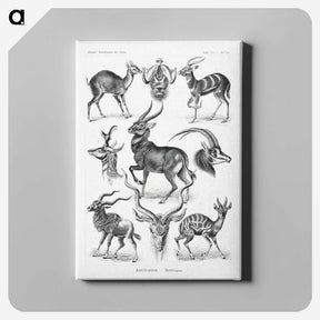 1-41_Ernst-Haeckel_canvas