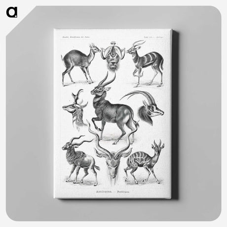 1-41_Ernst-Haeckel_canvas