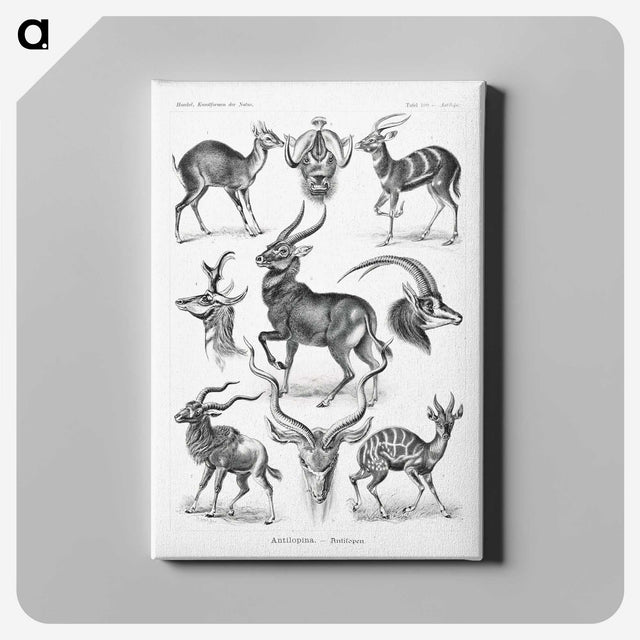 1-41_Ernst-Haeckel_canvas