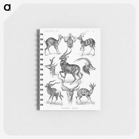 1-41_Ernst-Haeckel_memo