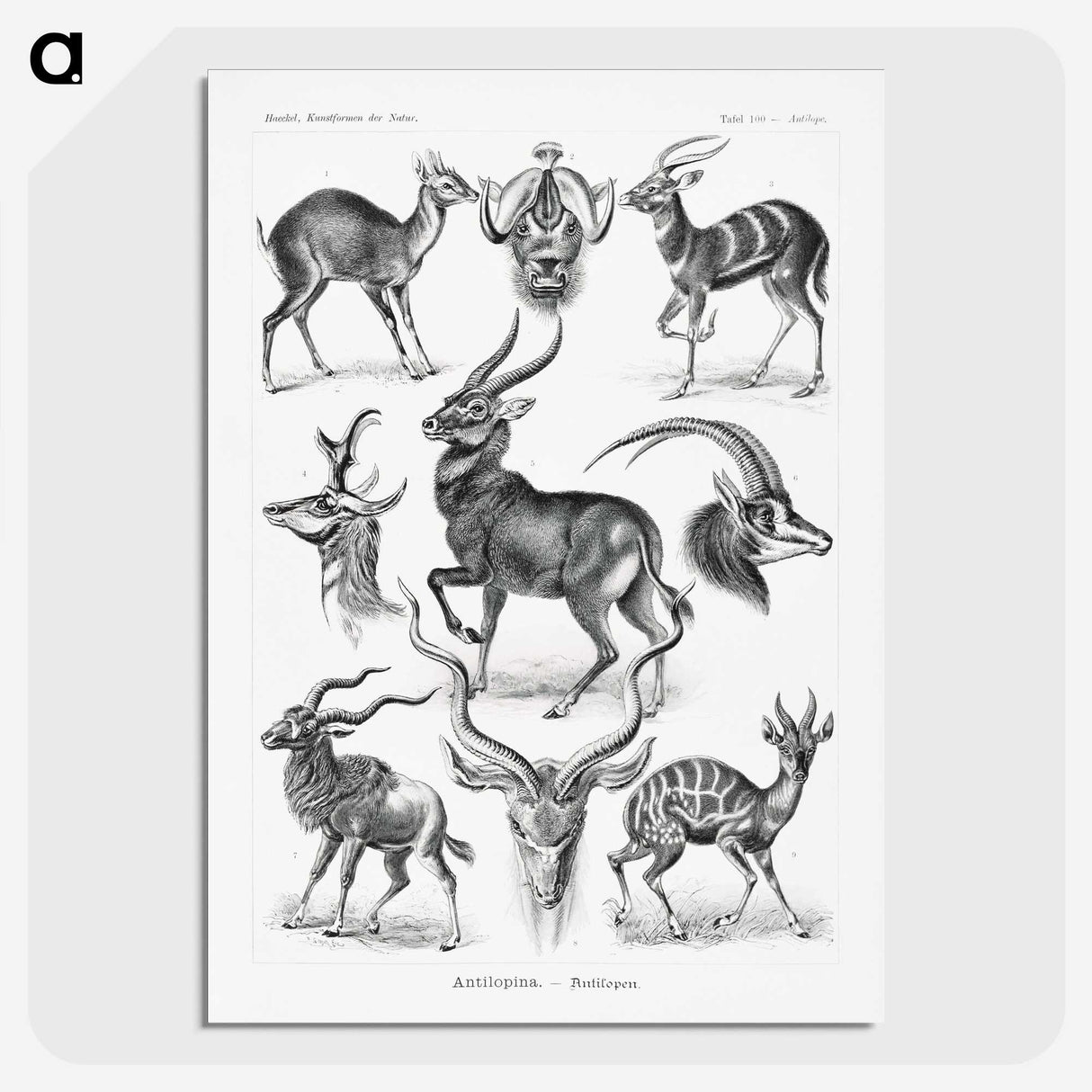 1-41_Ernst-Haeckel_picture-crop