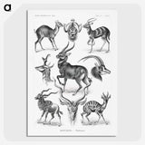 1-41_Ernst-Haeckel_picture-crop