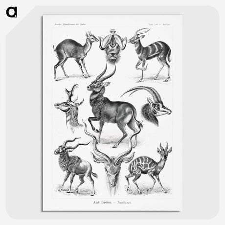 1-41_Ernst-Haeckel_picture-crop