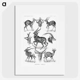 1-41_Ernst-Haeckel_picture