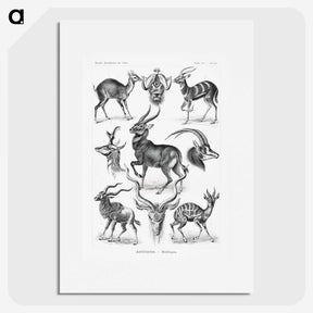 1-41_Ernst-Haeckel_picture