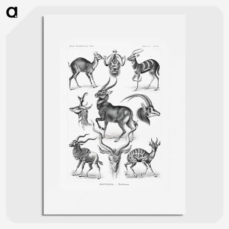 1-41_Ernst-Haeckel_picture