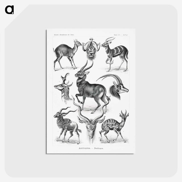 1-41_Ernst-Haeckel_postcard