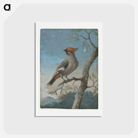アートポストカード-Bird Study
 - ジョージ エドワーズ Postcard.