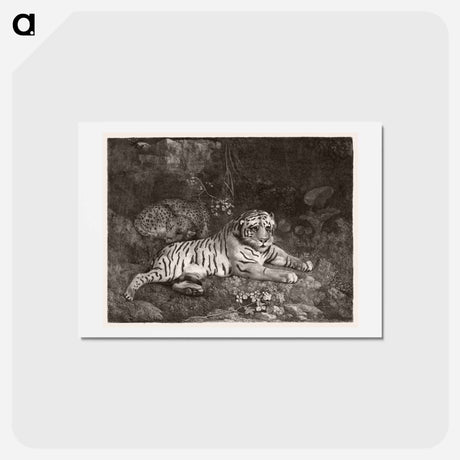 アートポストカード-A Tiger and a Sleeping Leopard
 - ジョージ スタッブス Postcard.