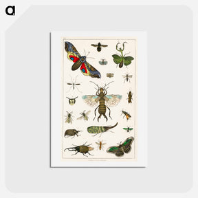 アートポストカード-Insects from Animated Nature
 - ゴールドスミスの生き生きとした自然 Postcard.