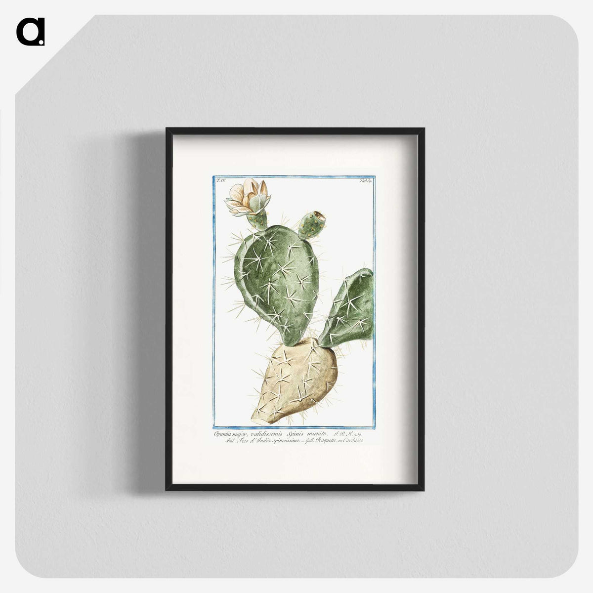 1-41_Hortus-Romanus-Botanical-Plates_blk