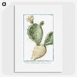 1-41_Hortus-Romanus-Botanical-Plates_picture