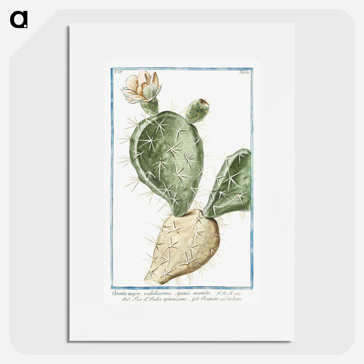 1-41_Hortus-Romanus-Botanical-Plates_picture