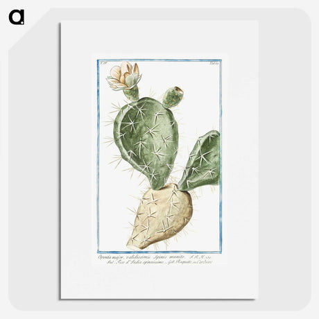 1-41_Hortus-Romanus-Botanical-Plates_picture