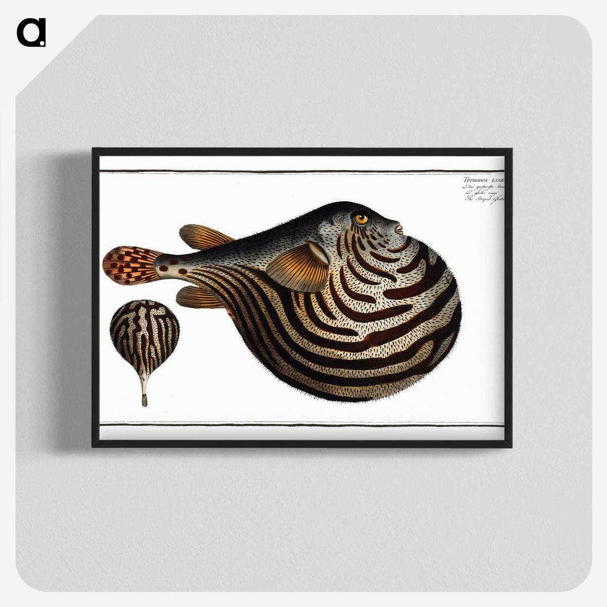1-41_Ichtyologie-ou-Histoire-naturelle_blk-crop