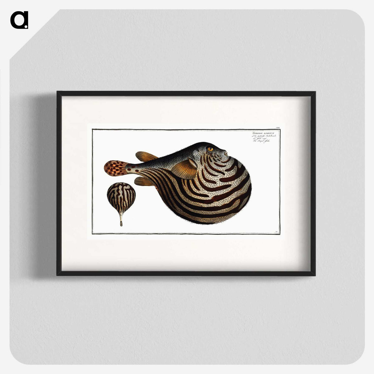 1-41_Ichtyologie-ou-Histoire-naturelle_blk