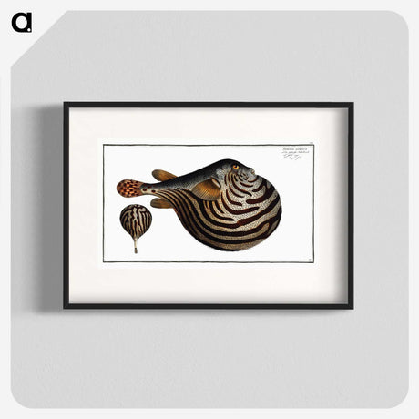 1-41_Ichtyologie-ou-Histoire-naturelle_blk