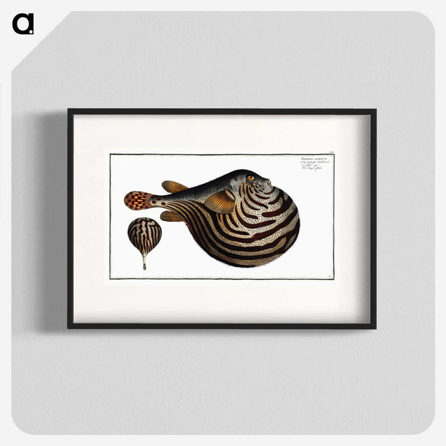 1-41_Ichtyologie-ou-Histoire-naturelle_blk
