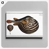 1-41_Ichtyologie-ou-Histoire-naturelle_canvas