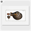1-41_Ichtyologie-ou-Histoire-naturelle_picture