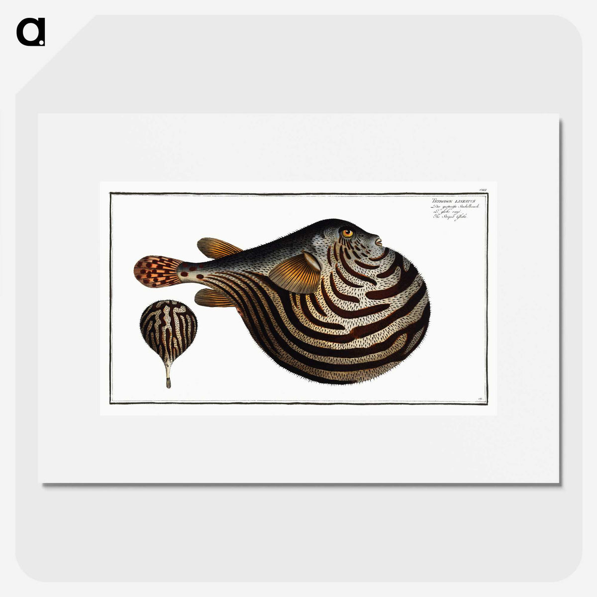 1-41_Ichtyologie-ou-Histoire-naturelle_picture