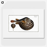 1-41_Ichtyologie-ou-Histoire-naturelle_picture