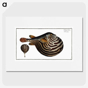 1-41_Ichtyologie-ou-Histoire-naturelle_picture