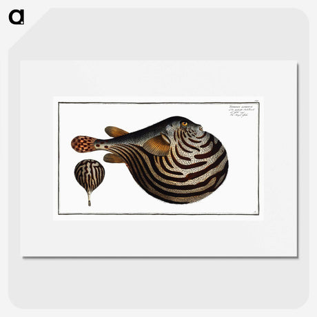 1-41_Ichtyologie-ou-Histoire-naturelle_picture