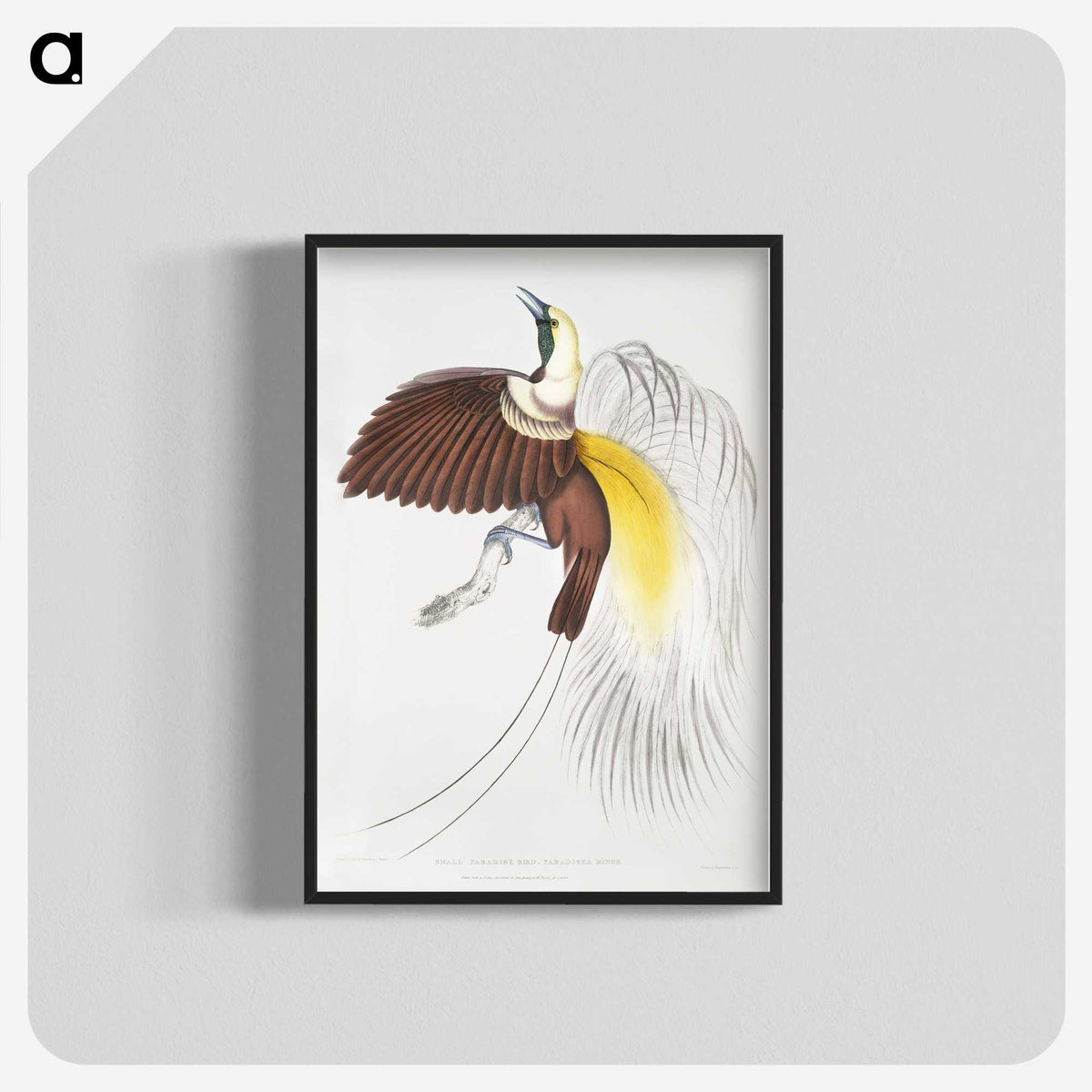 1-41_Indian-Zoology_blk-crop