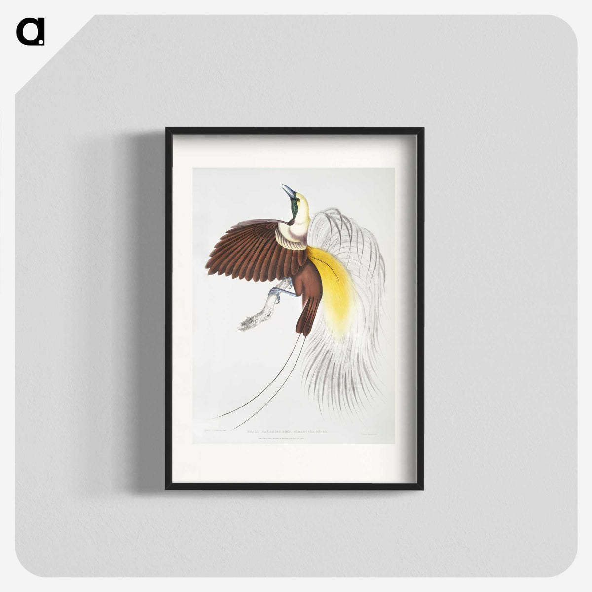 1-41_Indian-Zoology_blk