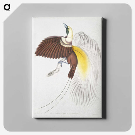 1-41_Indian-Zoology_canvas