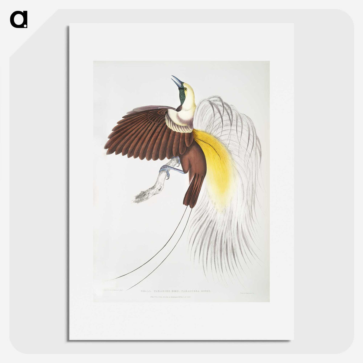 1-41_Indian-Zoology_picture