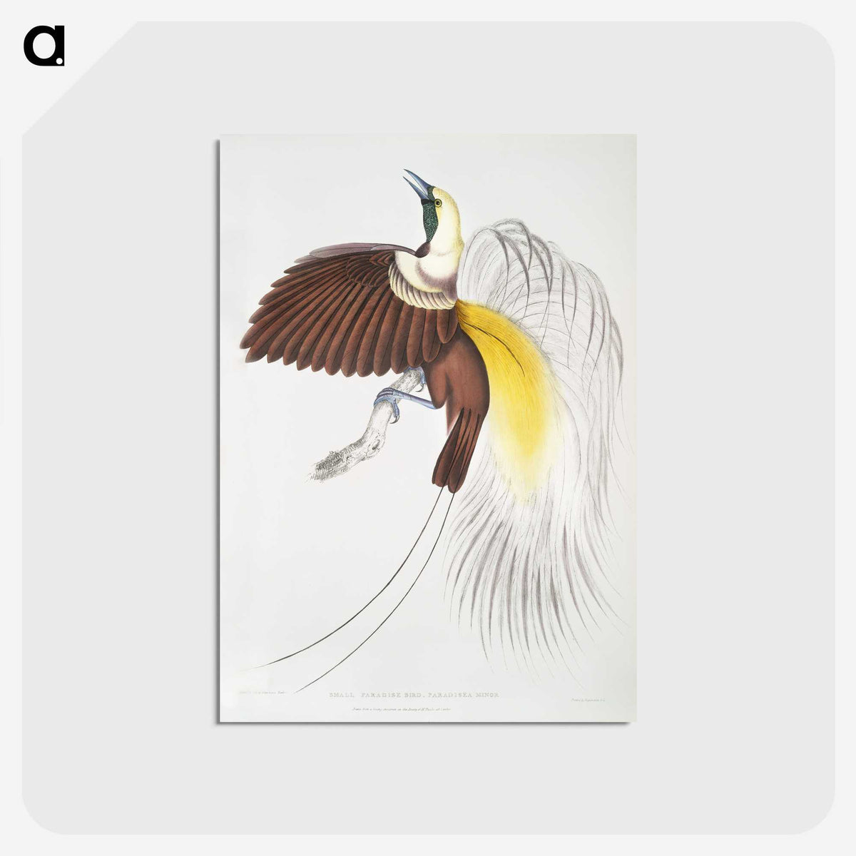 1-41_Indian-Zoology_postcard
