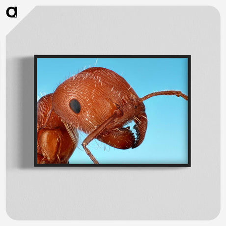 1-41_Insects-Unlocked-Project_blk-crop