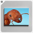 1-41_Insects-Unlocked-Project_canvas