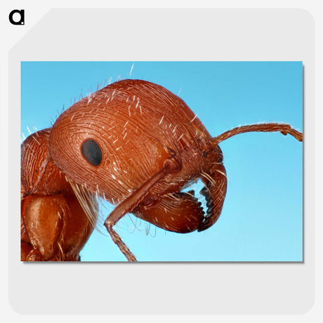 1-41_Insects-Unlocked-Project_picture-crop