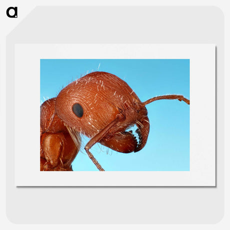 1-41_Insects-Unlocked-Project_picture