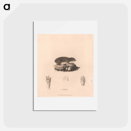 アートポストカード-Ashkoko
 - ジェームス ヒース Postcard.